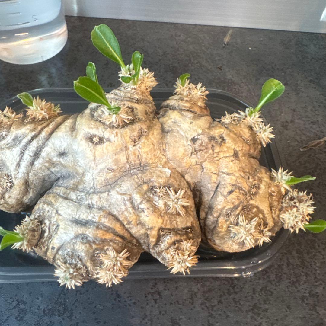 パキポディウム　ブレビカウレ　恵比寿笑　発根済み