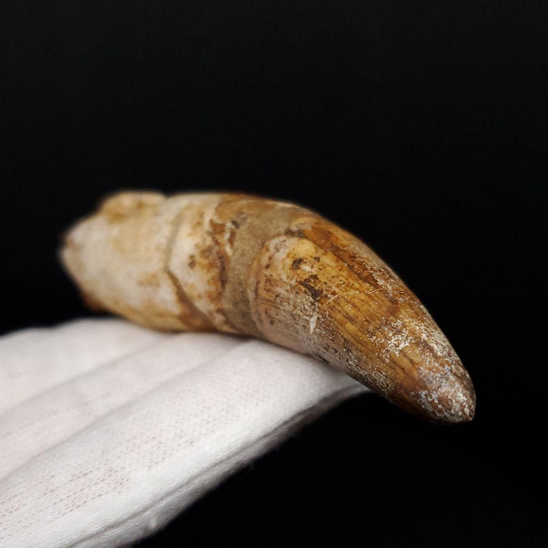 古代 ワニ エロスクス 歯 本物 化石 モロッコ産 86.96mm fr141