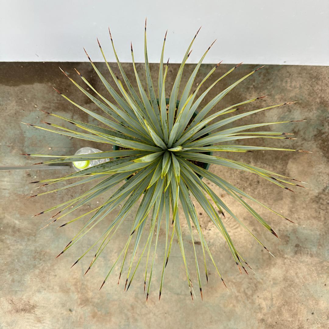 ユッカ　ロストラータ【21-399】