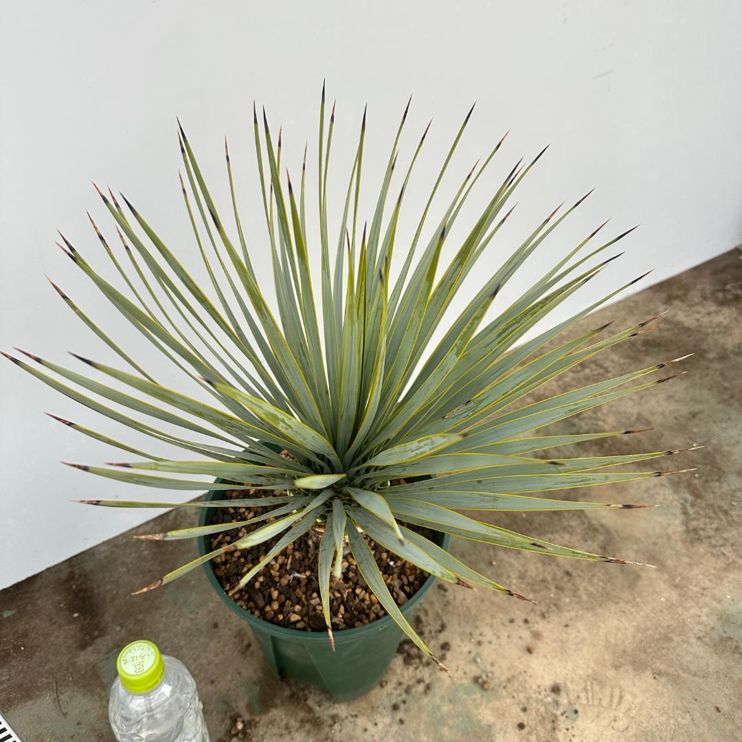 ユッカ　ロストラータ【21-399】