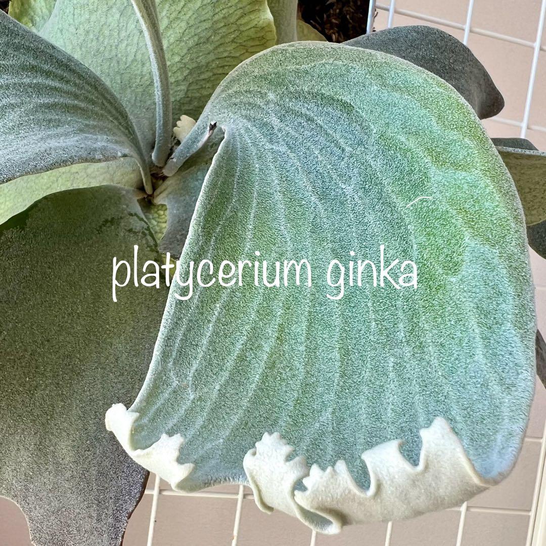 OC子株 platycerium ginka 銀華 pup ギンカ63ビカクシダ