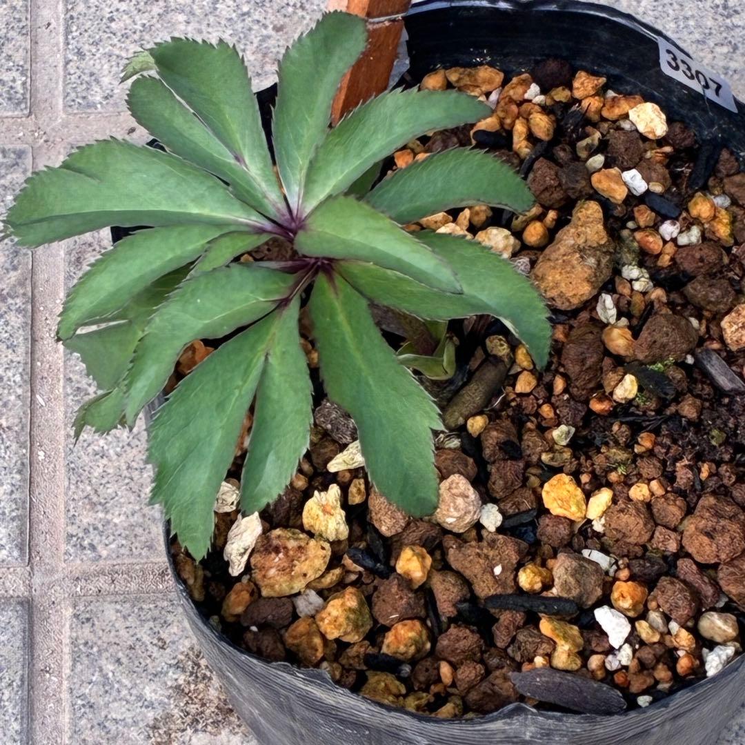 の*ん様 3307⭐️小輪⭐️リップ⭐️hercegovinus交配⭐️ギザギザ