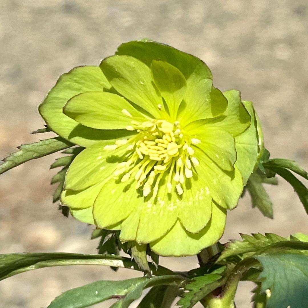 の*ん様 3307⭐️小輪⭐️リップ⭐️hercegovinus交配⭐️ギザギザ