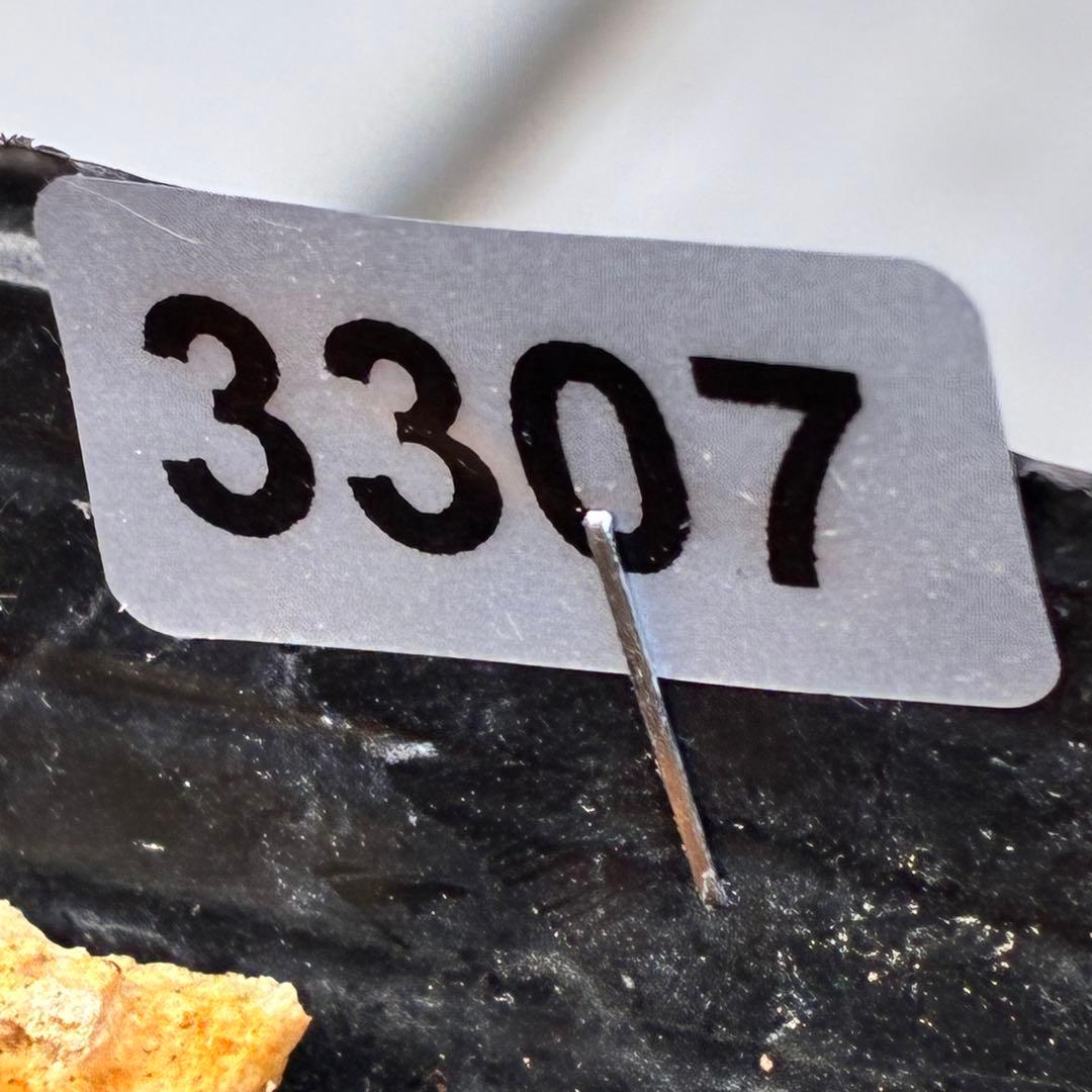 の*ん様 3307⭐️小輪⭐️リップ⭐️hercegovinus交配⭐️ギザギザ