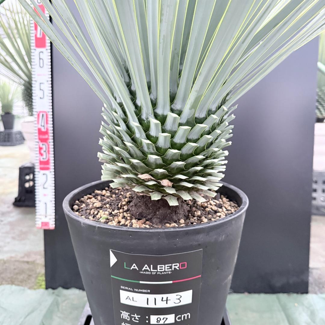 ノ*リ様 【AL1143】ユッカ　ロストラータ　24cm鉢