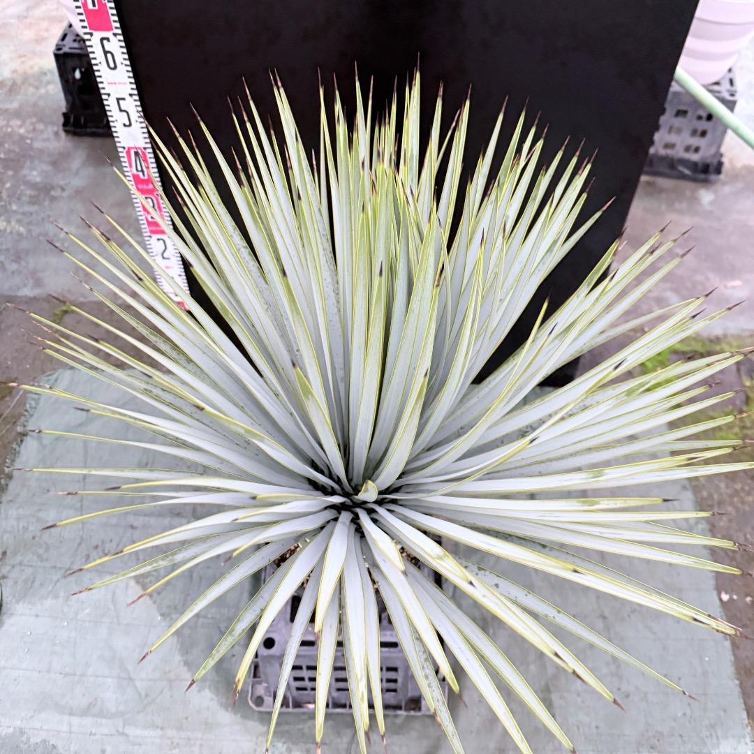 ノ*リ様 【AL1143】ユッカ　ロストラータ　24cm鉢