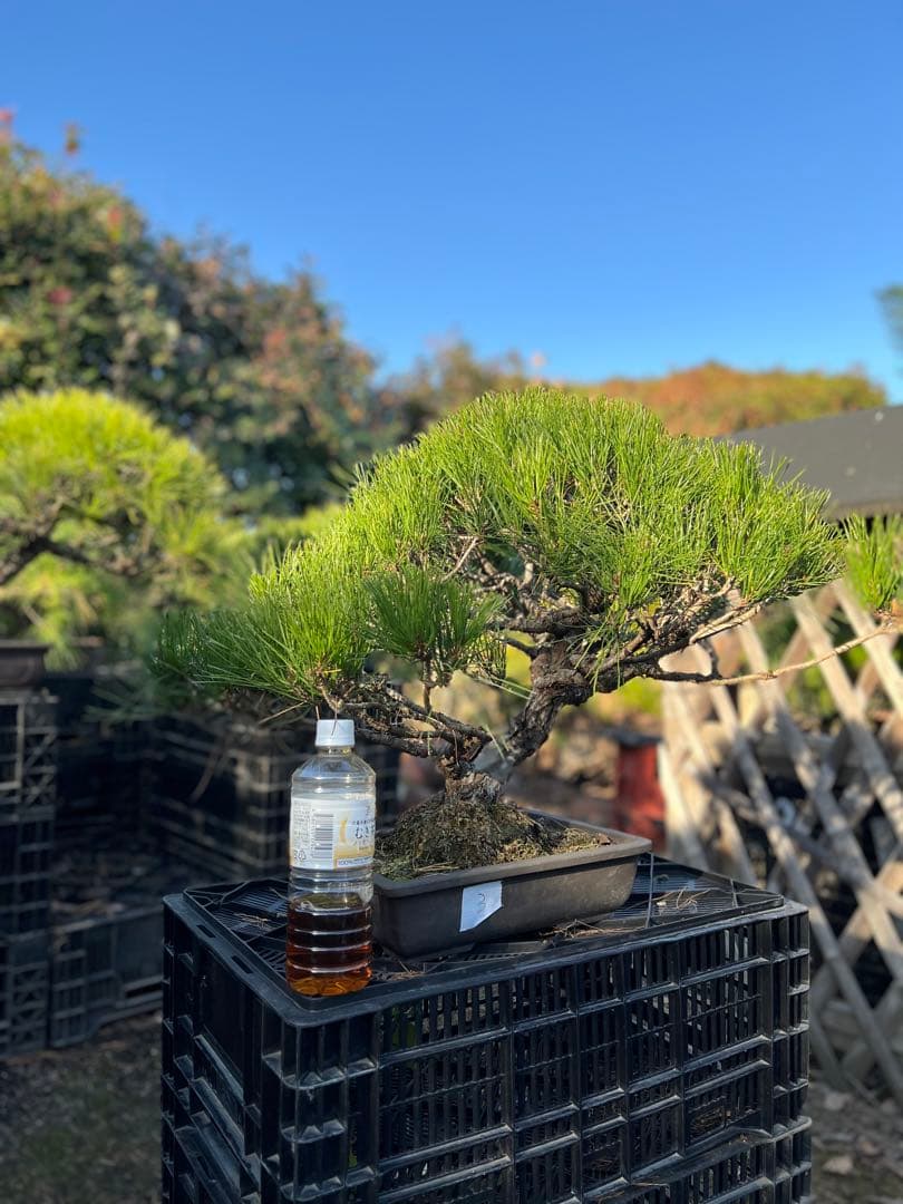中型 松盆栽