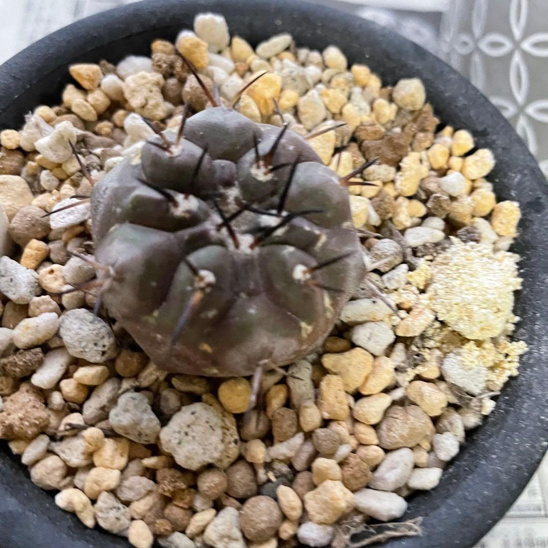 サボテン 黒王丸 コピアポア シネレア 実生 鉢付き