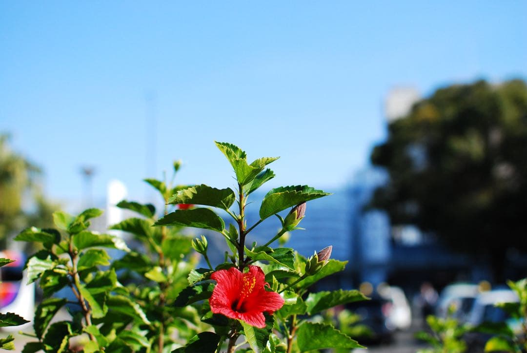 動作良好 Nikon D80 ボディ