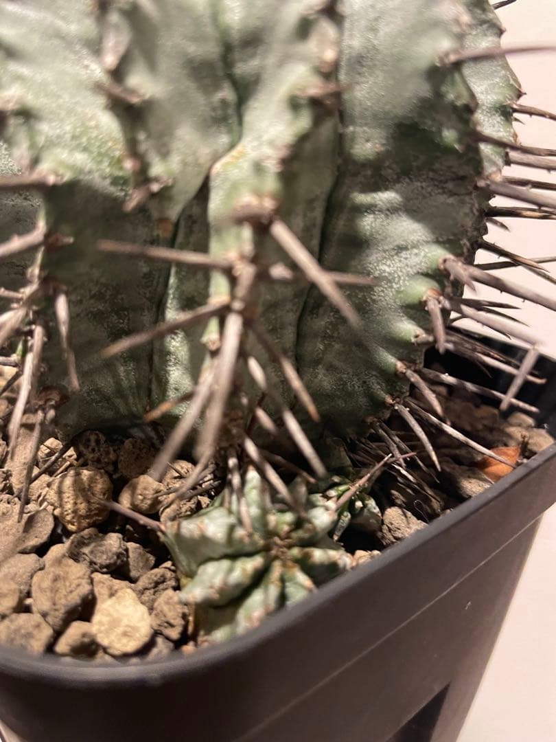 強棘　ホリダ　マジョール　子株付き　♀