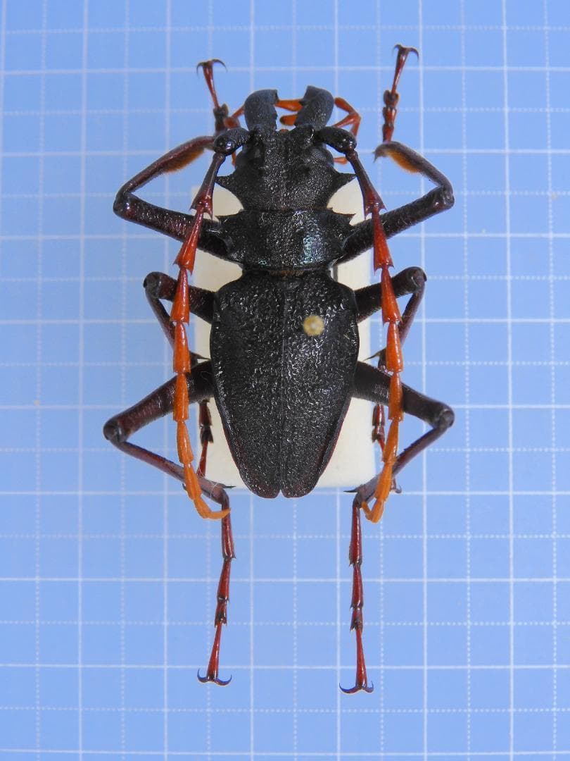 コロンビア産　Prionocalus demelti　42mm
