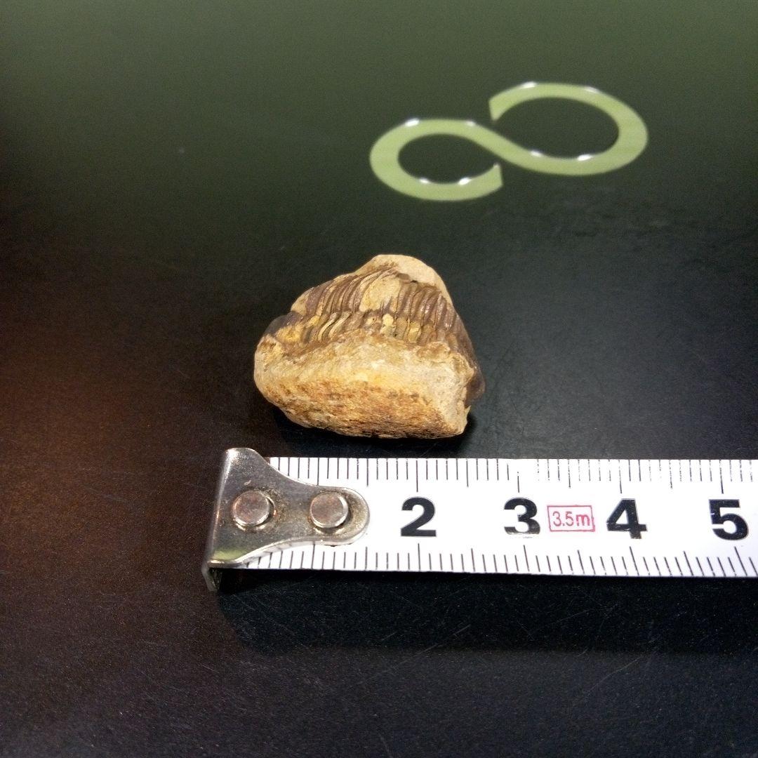 三葉虫　化石　fossil　ボリビア産　トライロバイト　三葉虫個体①