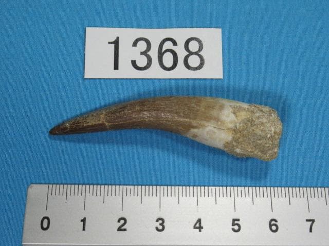 プレシオサウルスの歯　62ｍｍ　恐竜　No.1368