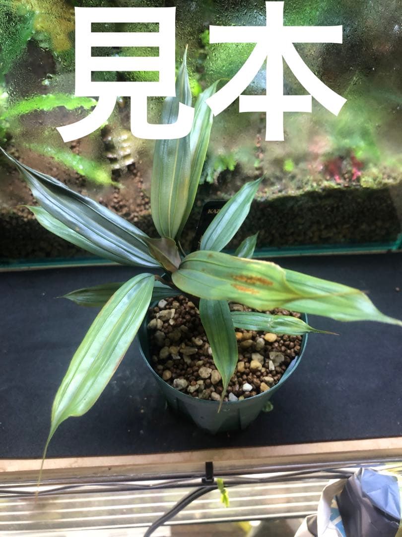 マパニア　カプアスフル