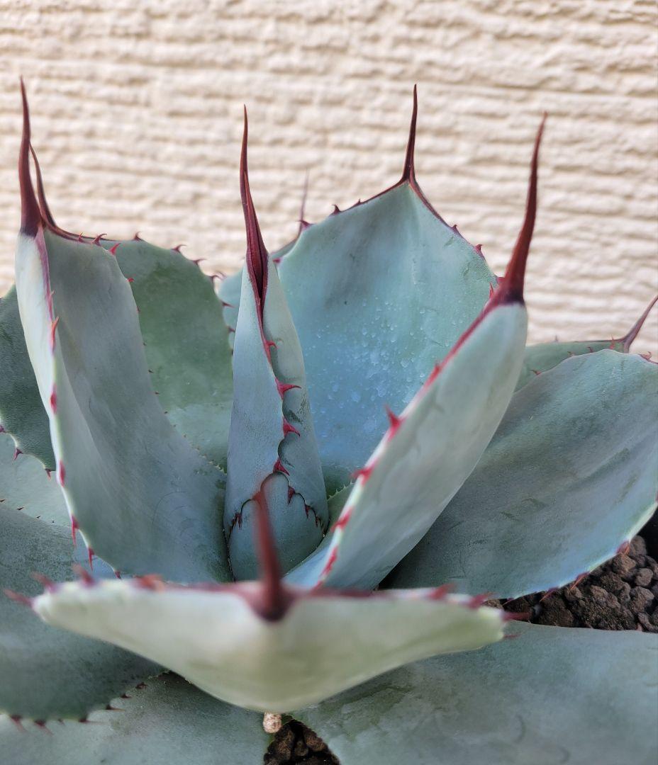 アガベ パリートランカータ 中株　No.130