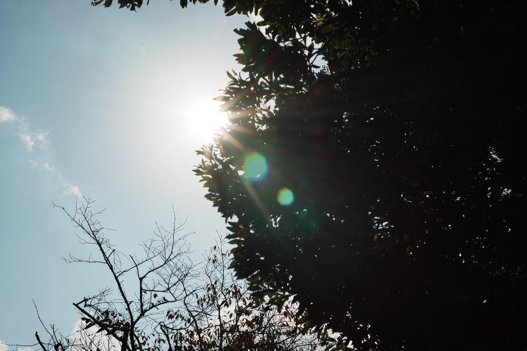 【整備＆テスト済】ニコン New Nikkor 50mm F1.4 後期 499