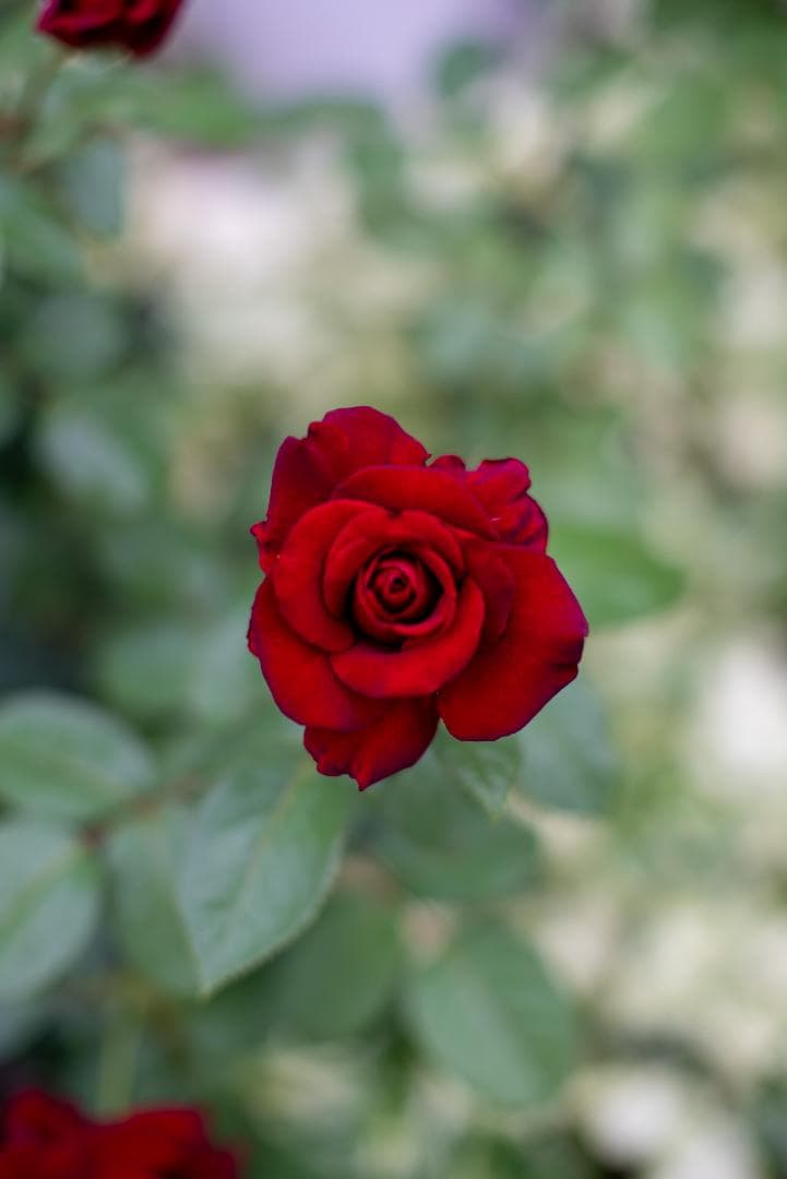 美品！夜というレンズ Voigtlander NOKTON 50mm F1.1