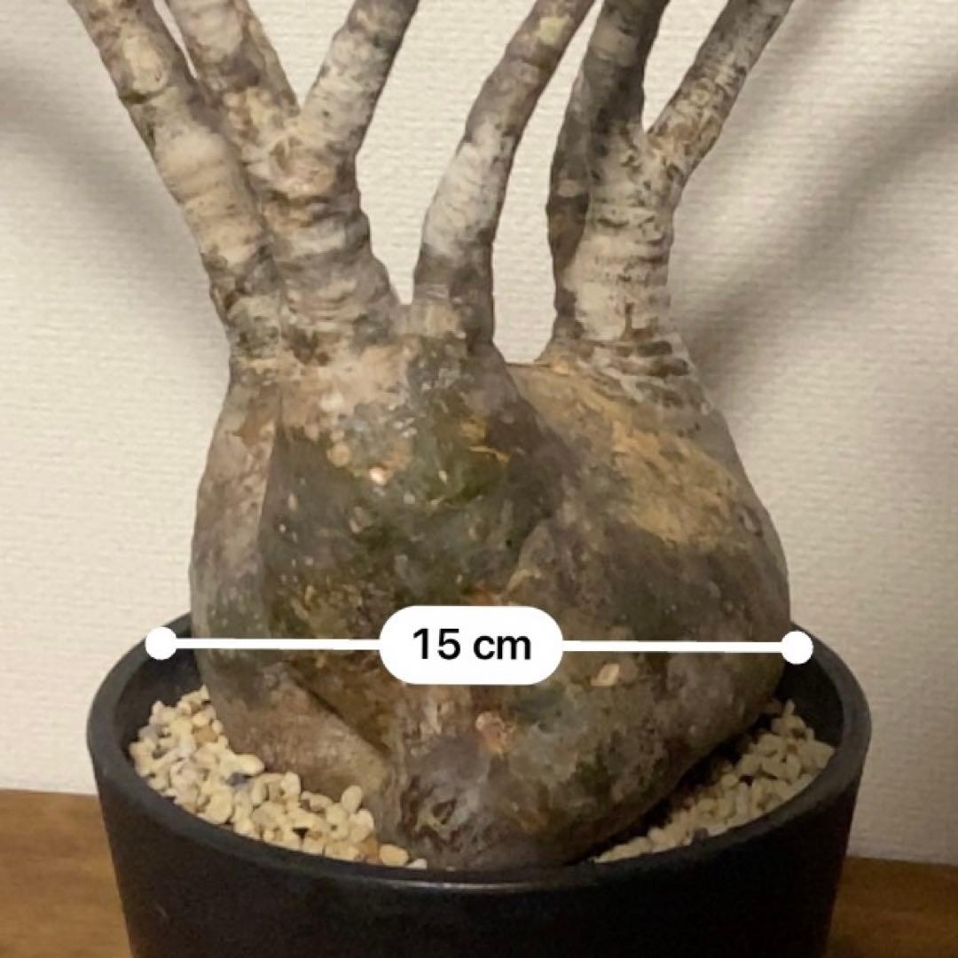 パキポディウム　グラキリス　現地球　発根済