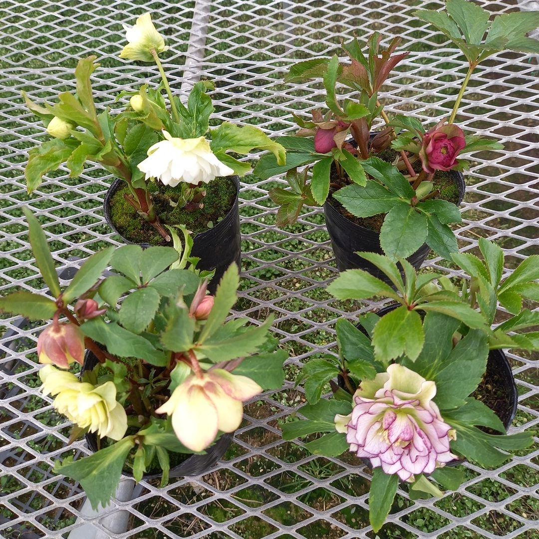 可愛いお花畑♪春色♪4個セット！クリスマスローズ、苗、開花株