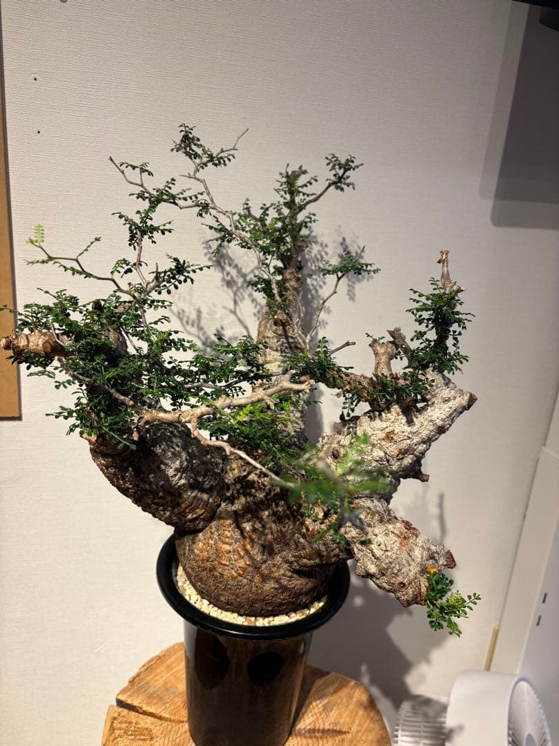 大株　スペシャル株　オペルクリカリア　パキプス