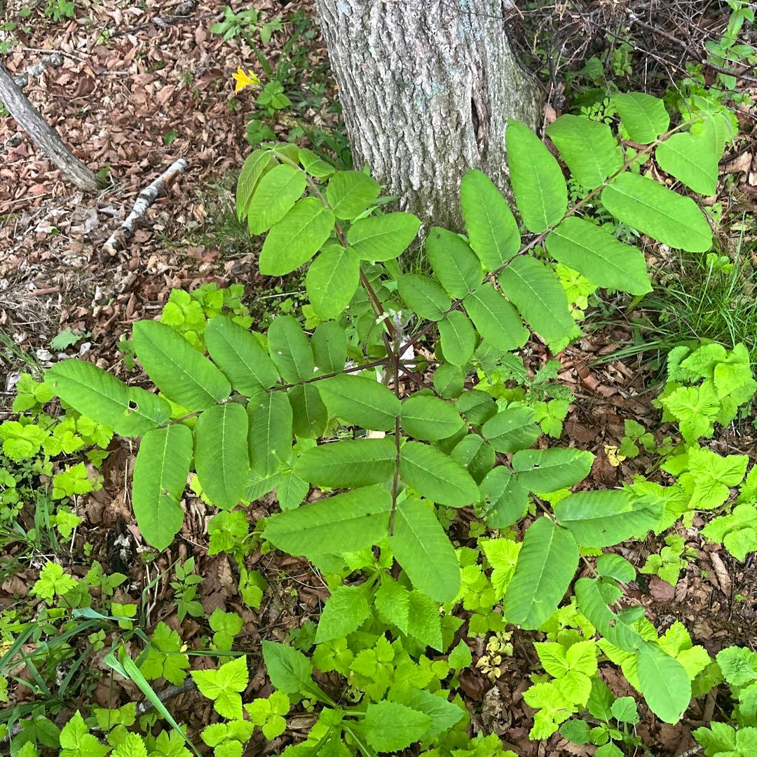 北の蝦夷　鬼胡桃の大苗　1メートル50センチ　大小セット