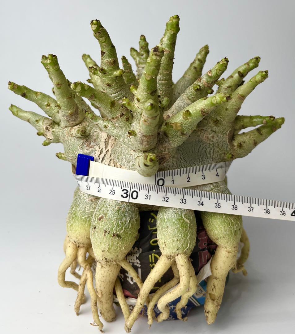 【ドワーフ/超極太 】アデニウム アラビカム ゴジ タコ足仕立て ④