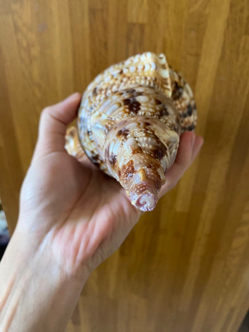 法螺貝　新鮮なホラ貝　色合いが綺麗　34cm 620グラム