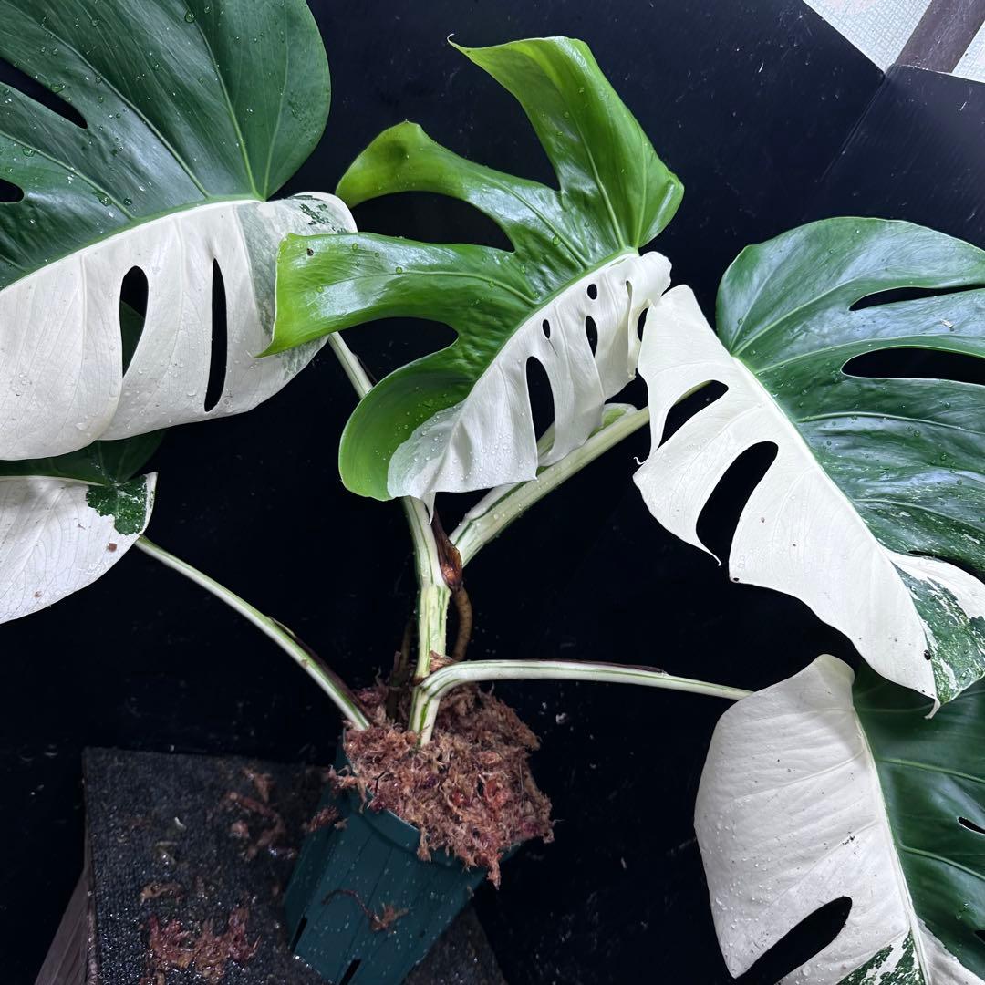 ★*★様 モンステラ斑入りハーフムーンホワイトタイガー極美斑入り　　 55cm