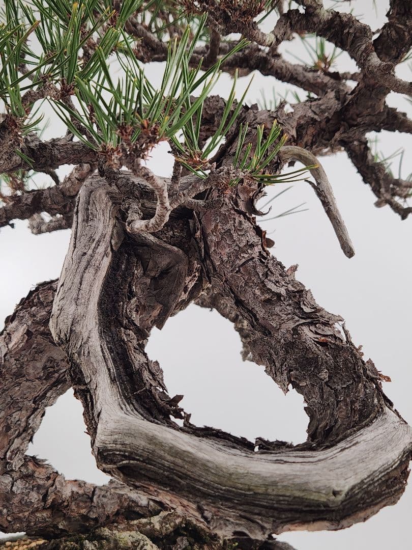 赤松盆栽 松盆栽 文人木 真柏 黒松 赤松 五葉松