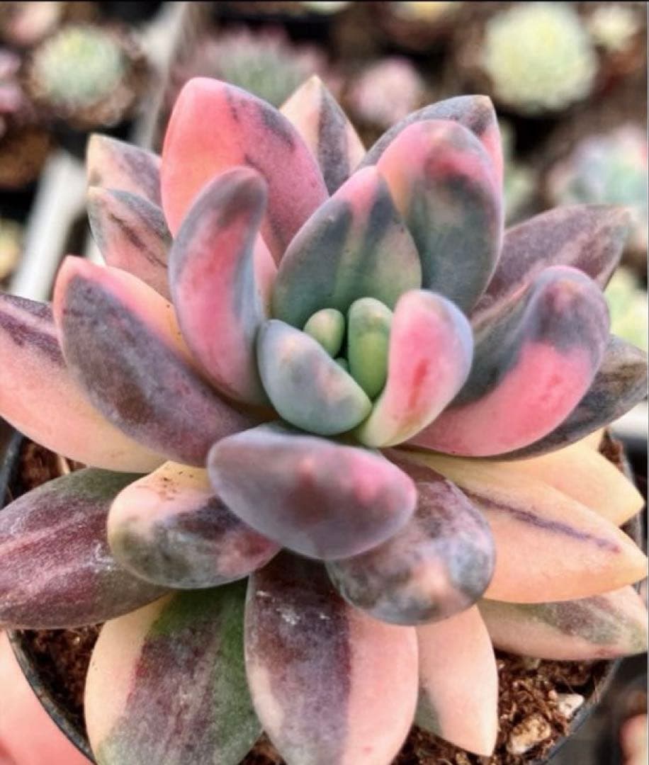 専用　マクライジング錦　紫麗殿錦　フローレンス錦×2 ピンクルビー錦