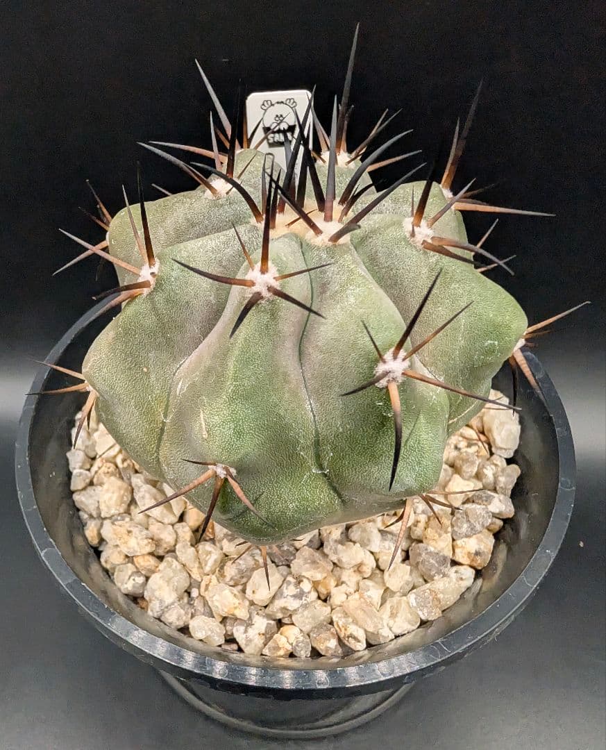 1*o様 コピアポア 黒王丸 国内実生 鉢植え メルカリ便送料込み