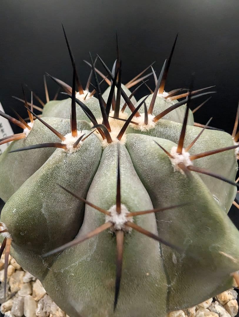 1*o様 コピアポア 黒王丸 国内実生 鉢植え メルカリ便送料込み