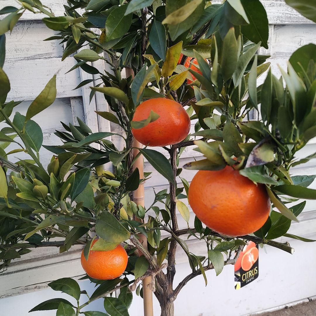 ド*ト様 みはや 5年生 実つき！ 登録品種