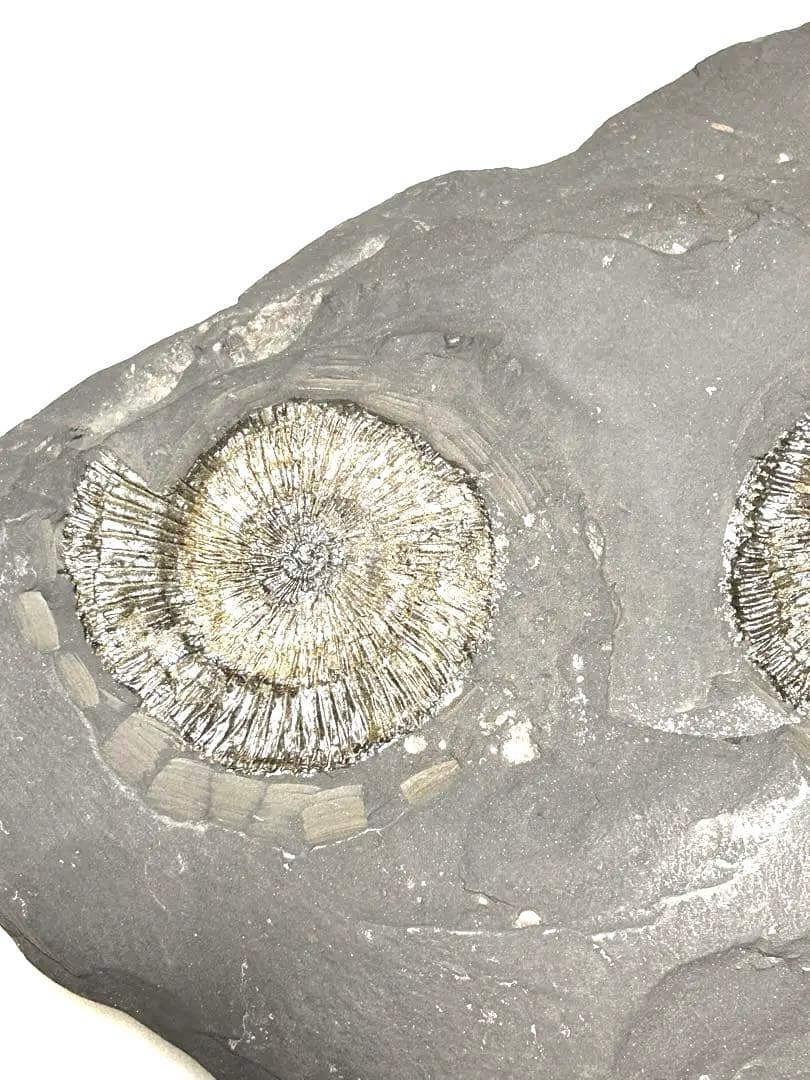 新品1億8000万年前アンモナイト化石2点　ドイツホルツマーデンハウフ化石博物館