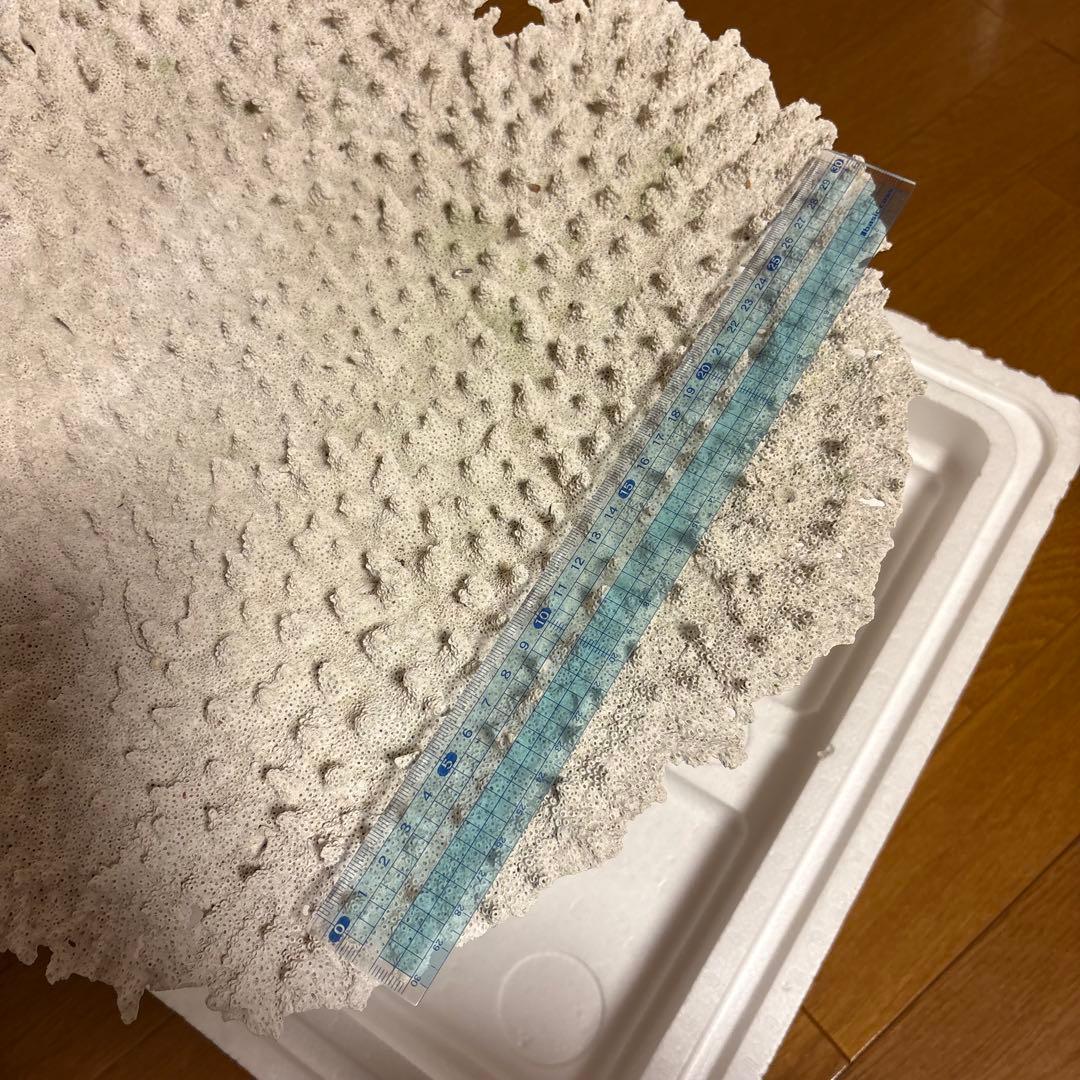 珊瑚礁　レイアウト　約35×45