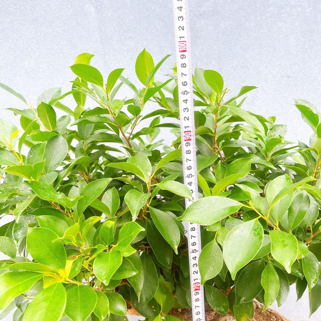 現品　ガジュマル　尖閣ガジュマル　センカクガジュマル　古木　観葉植物　インテリア