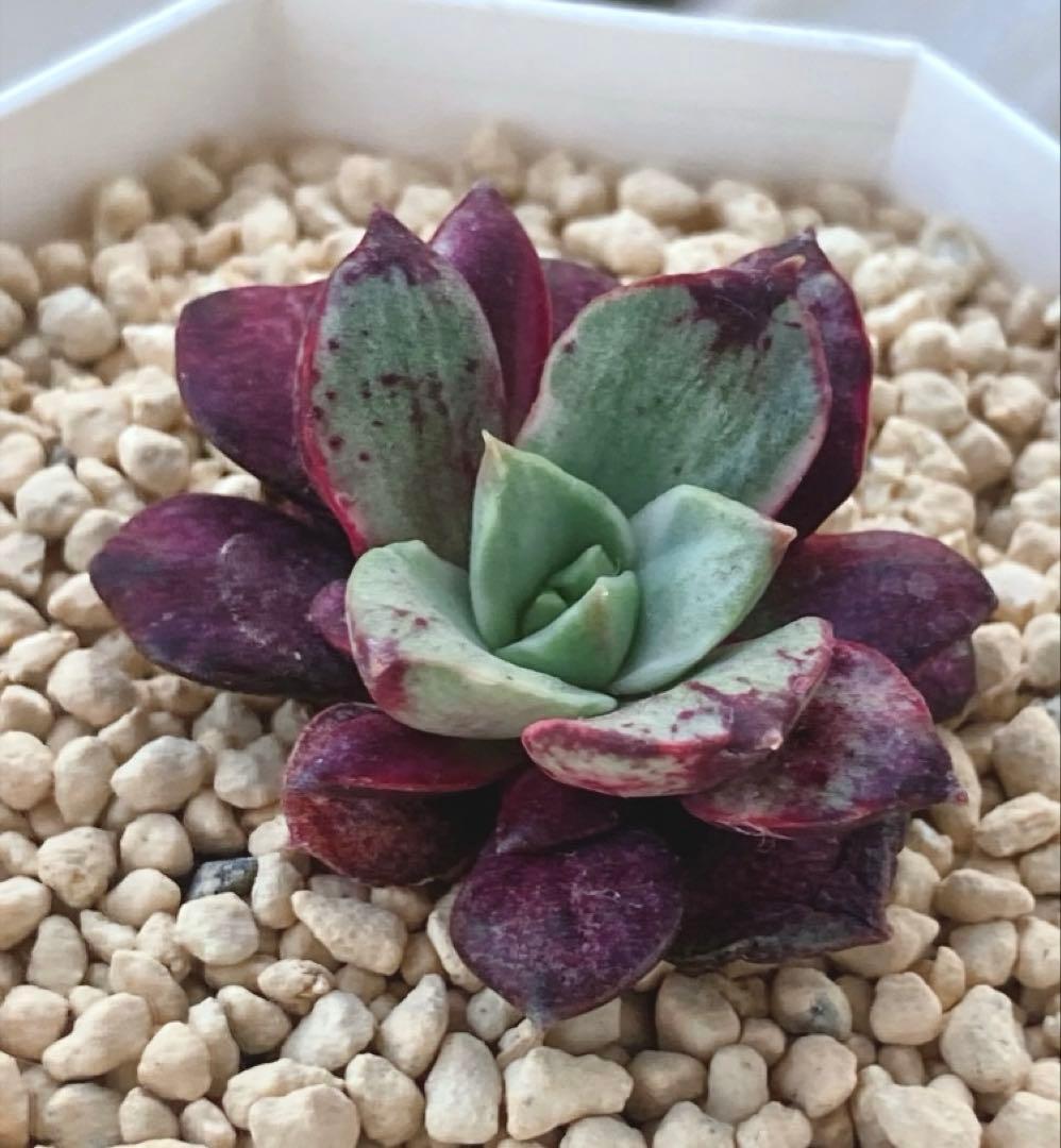 多肉植物　　レア❁︎ロンギシマ錦　発根済