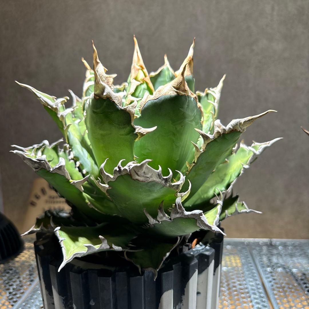 アガベ　チタノタ　レッドキャッドウィーズル　赤猫　ゴリ猫　コレクション