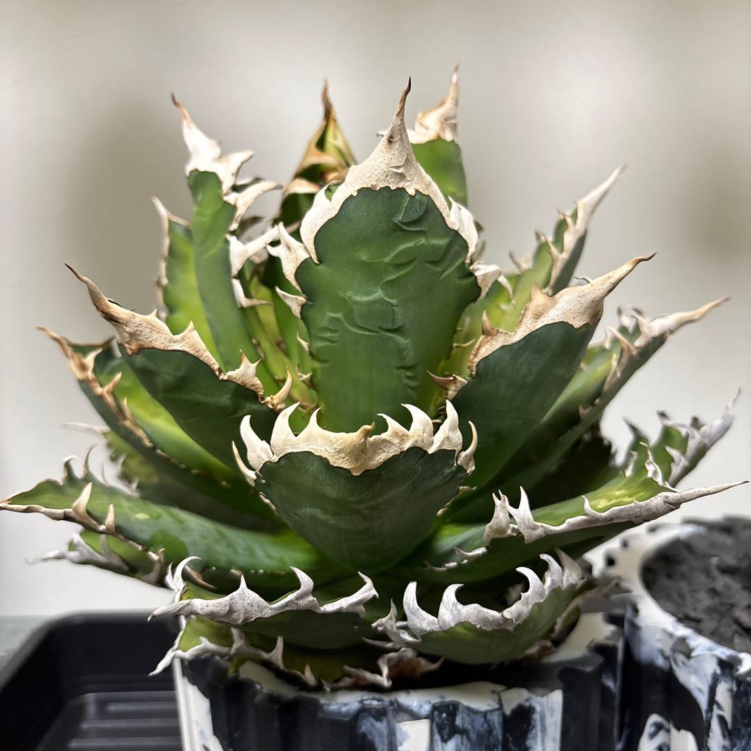 アガベ　チタノタ　レッドキャッドウィーズル　赤猫　ゴリ猫　コレクション