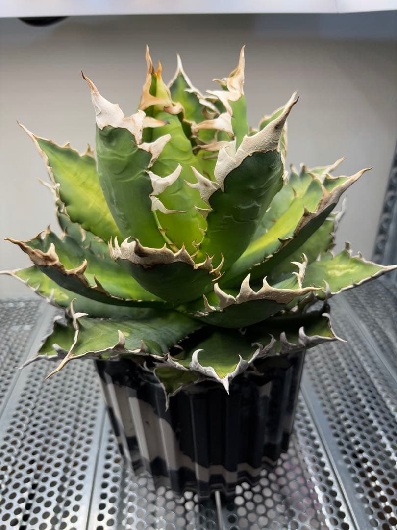 アガベ　チタノタ　レッドキャッドウィーズル　赤猫　ゴリ猫　コレクション