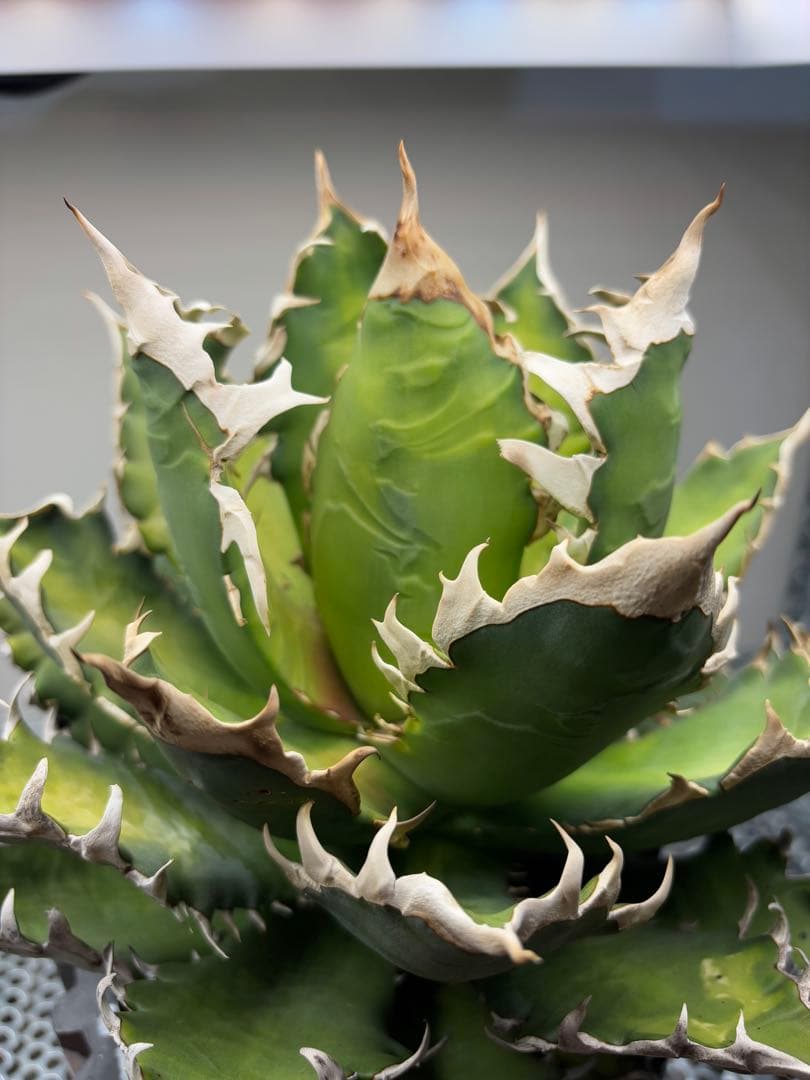 アガベ　チタノタ　レッドキャッドウィーズル　赤猫　ゴリ猫　コレクション