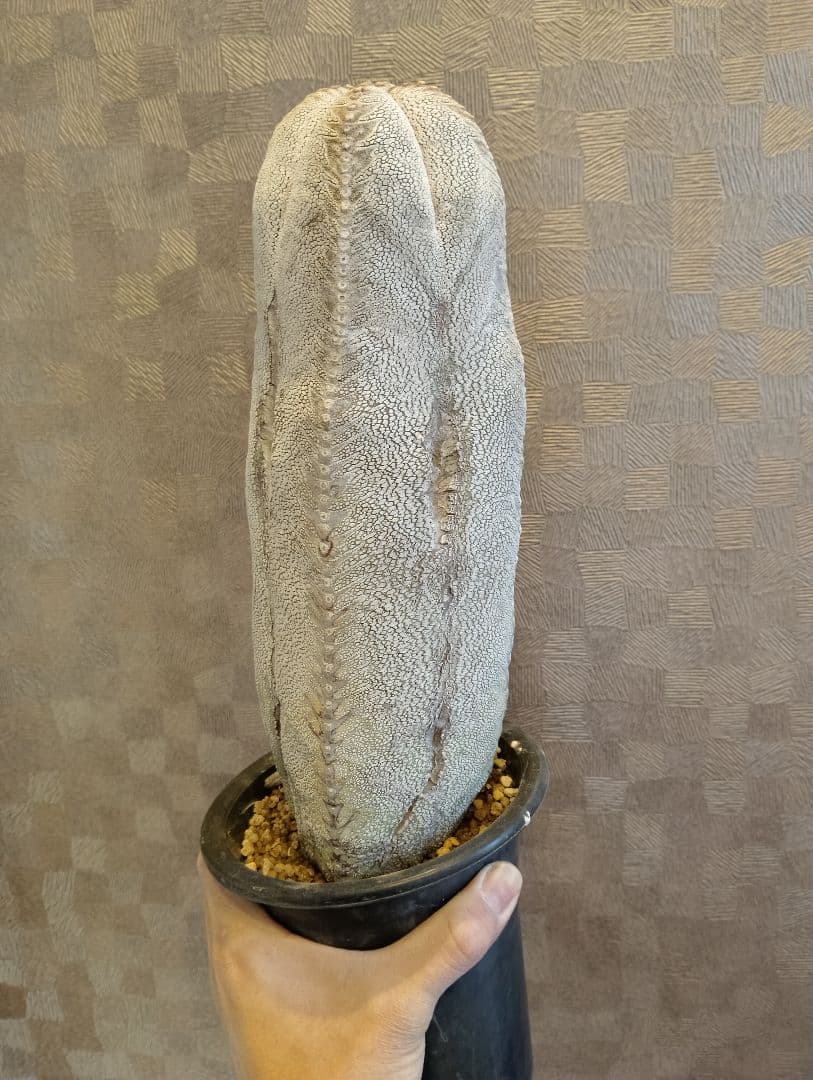 厳選 特大 特白 オールド 恩塚ランポー