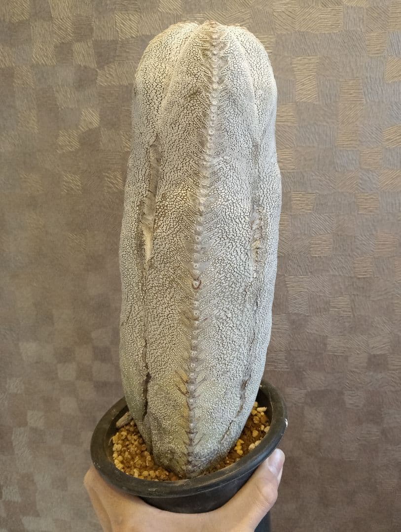 厳選 特大 特白 オールド 恩塚ランポー