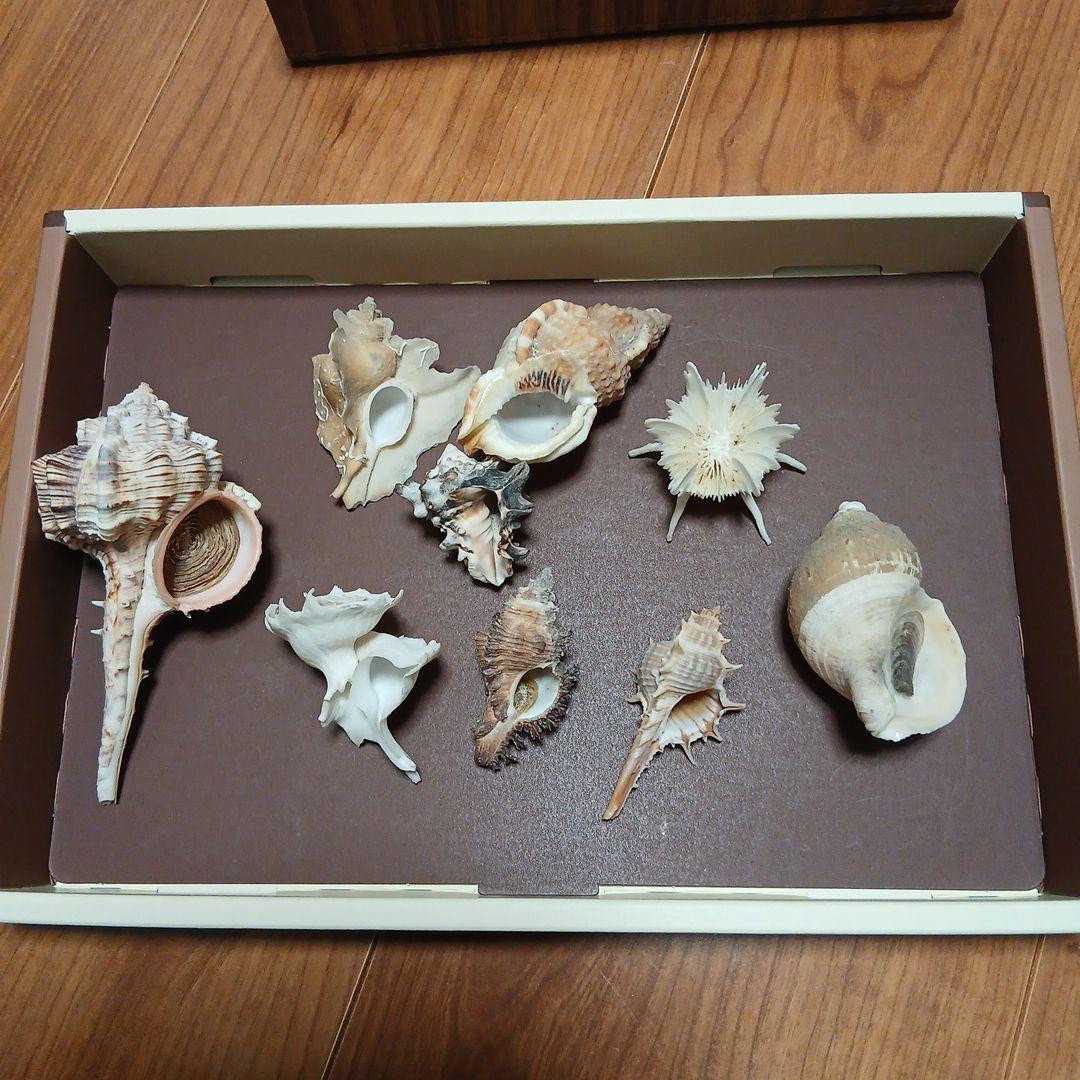 貝殻まとめ売り⑲