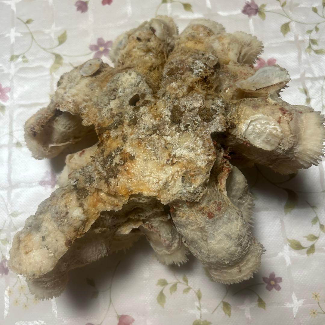 天然珊瑚