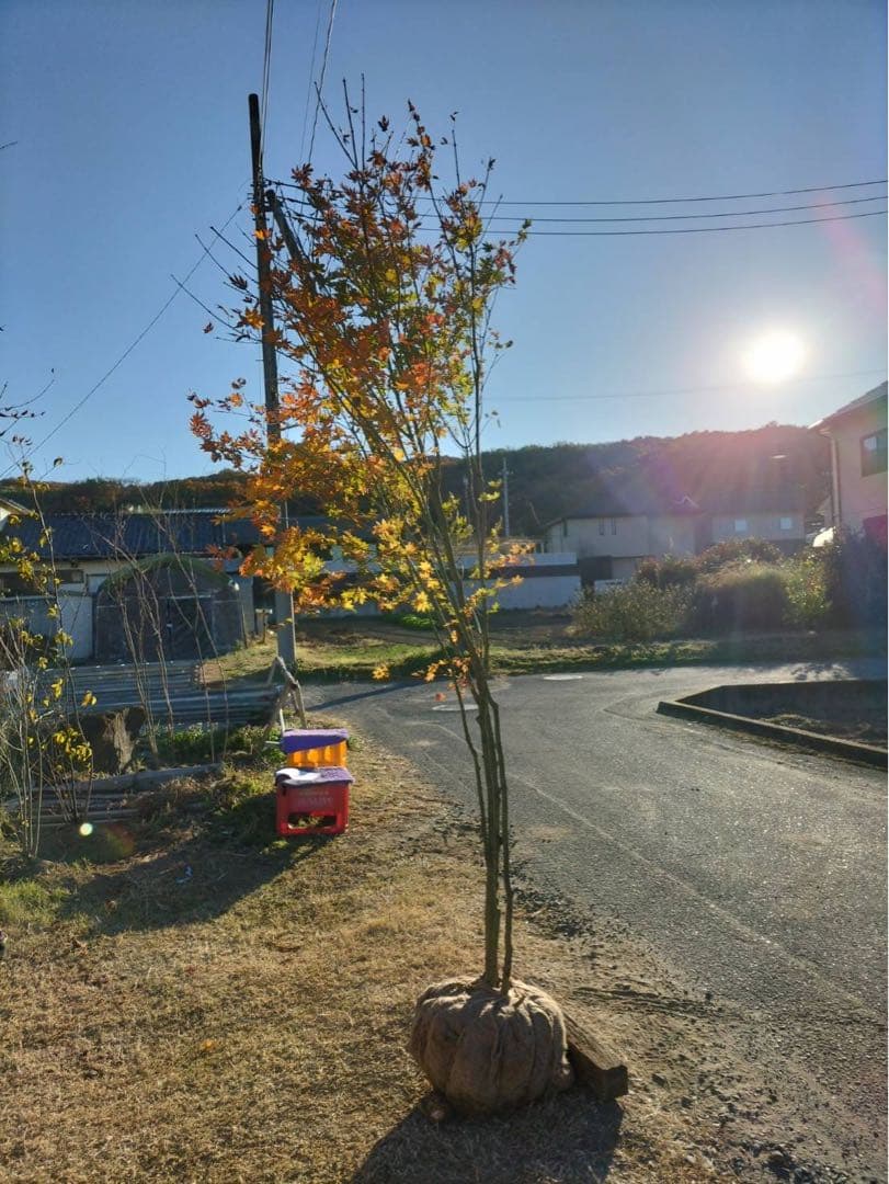 コハウチワカエデ 株立ち 4本立ち 自然樹形