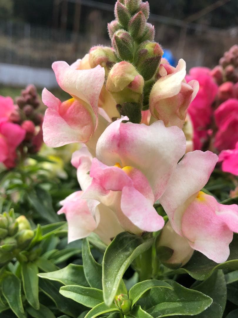 金魚草3本仕立て　3.5寸苗