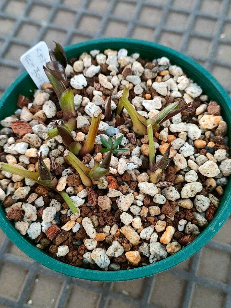 クリスマスローズ　苗