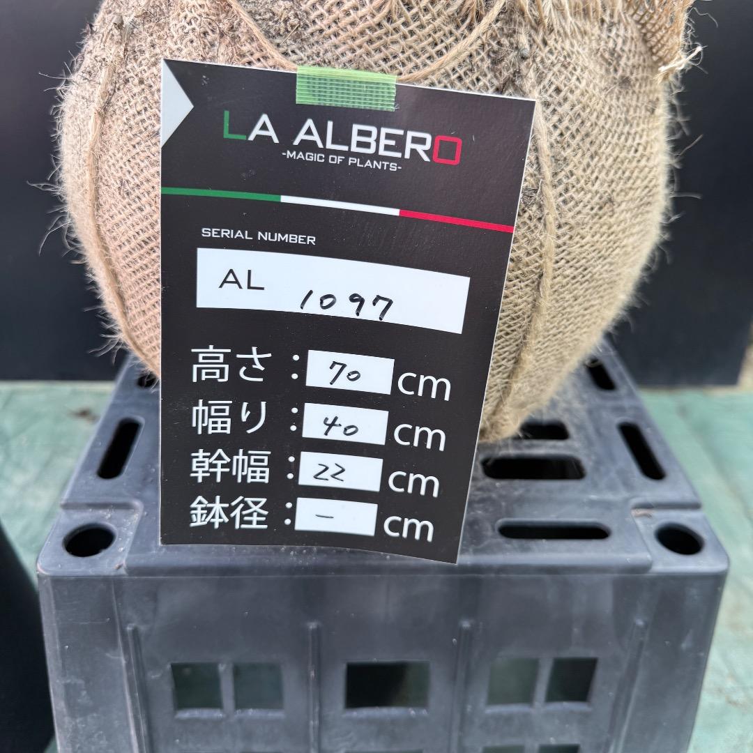 T*k様 【AL1097】超希少　ユッカ　ロストラータ　頂上分頭４ヘッド個体