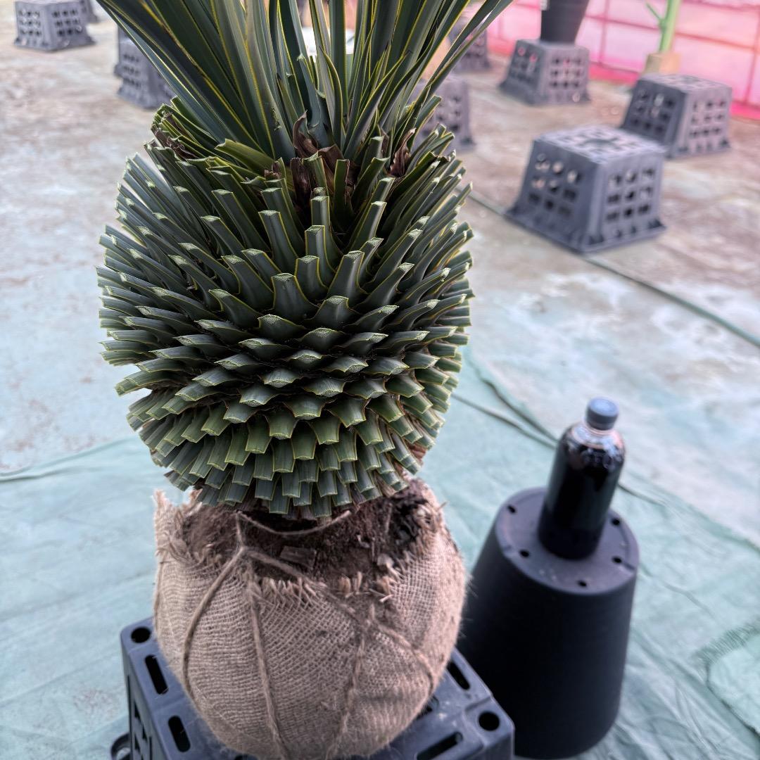 T*k様 【AL1097】超希少　ユッカ　ロストラータ　頂上分頭４ヘッド個体